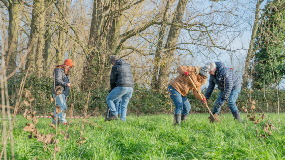 Vier mensen planten extra bomen en struiken op een stuk grasland in Marke