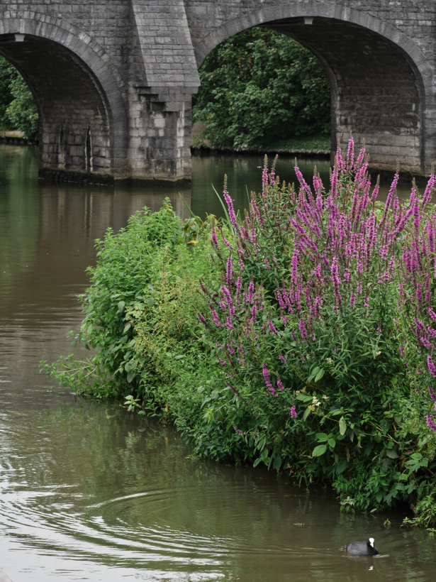 Foto van de Floating Gardens aan de Verlaagde Leieboorden